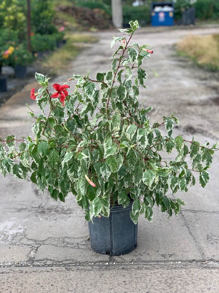 hibiscus-rosa-sinensis-snow-queen-variegated-tropical-hibiscus