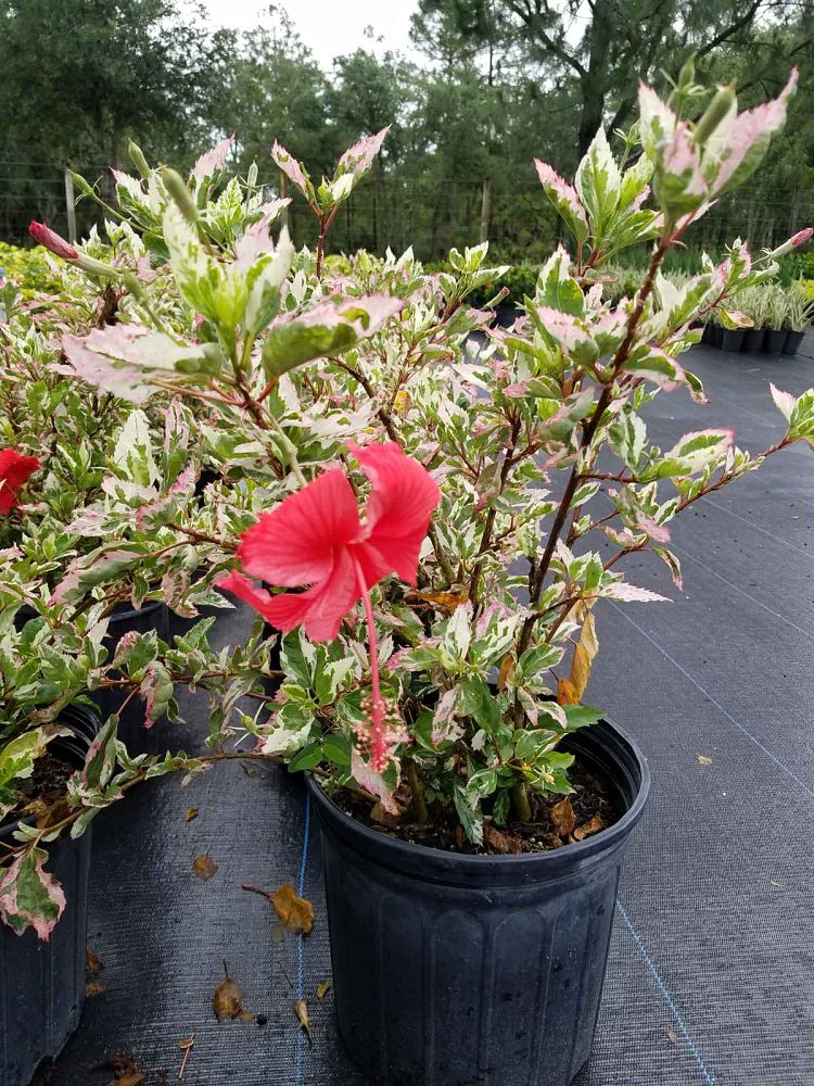 hibiscus-rosa-sinensis-snow-queen-variegated-tropical-hibiscus