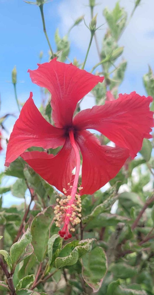 hibiscus-rosa-sinensis-snow-queen-variegated-tropical-hibiscus