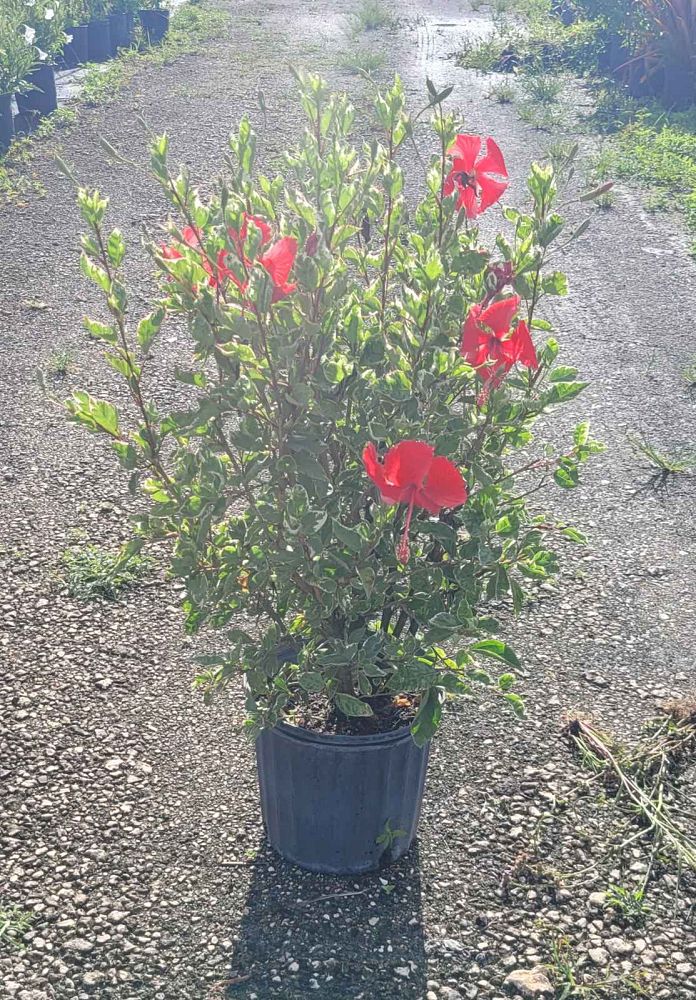 hibiscus-rosa-sinensis-snow-queen-variegated-tropical-hibiscus