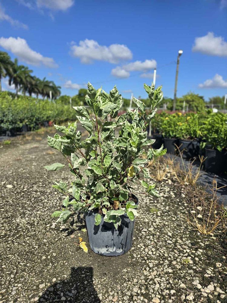 hibiscus-rosa-sinensis-snow-queen-variegated-tropical-hibiscus