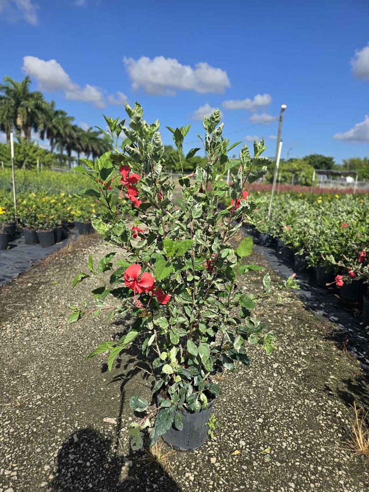 hibiscus-rosa-sinensis-snow-queen-variegated-tropical-hibiscus