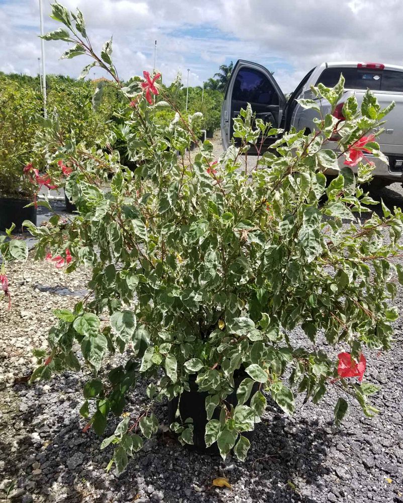 hibiscus-rosa-sinensis-snow-queen-variegated-tropical-hibiscus