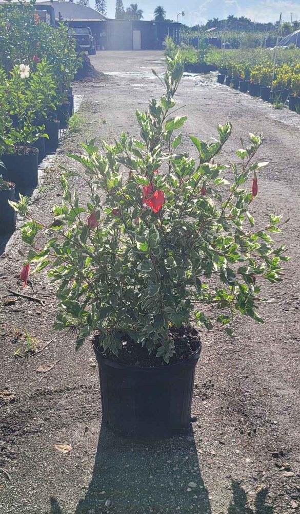 hibiscus-rosa-sinensis-snow-queen-variegated-tropical-hibiscus