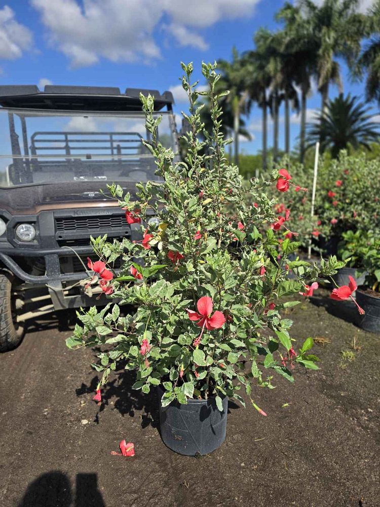 hibiscus-rosa-sinensis-snow-queen-variegated-tropical-hibiscus