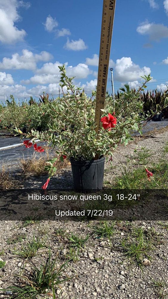 hibiscus-rosa-sinensis-snow-queen-variegated-tropical-hibiscus