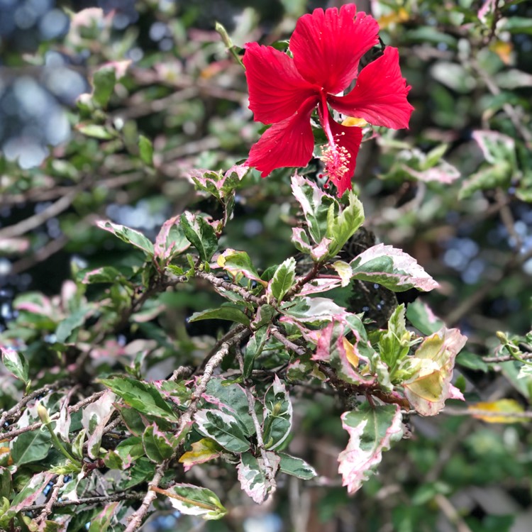 hibiscus-rosa-sinensis-snow-queen-variegated-tropical-hibiscus