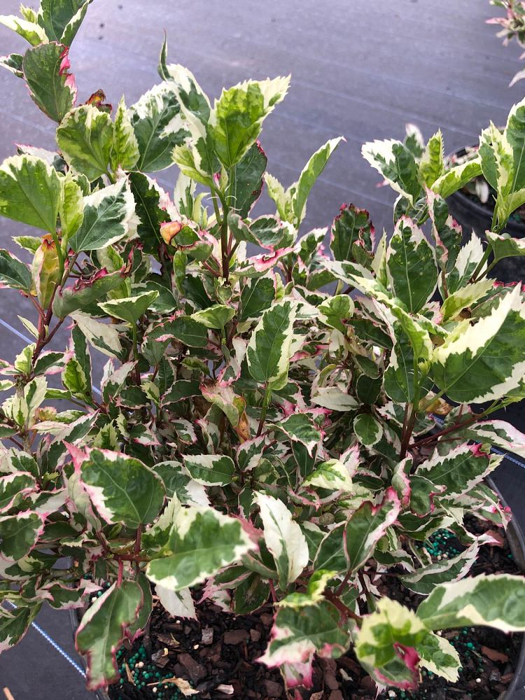 hibiscus-rosa-sinensis-snow-queen-variegated-tropical-hibiscus