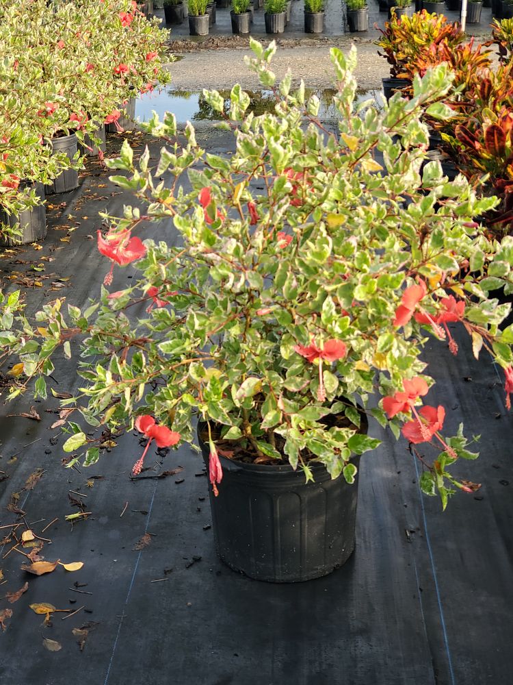 hibiscus-rosa-sinensis-snow-queen-variegated-tropical-hibiscus