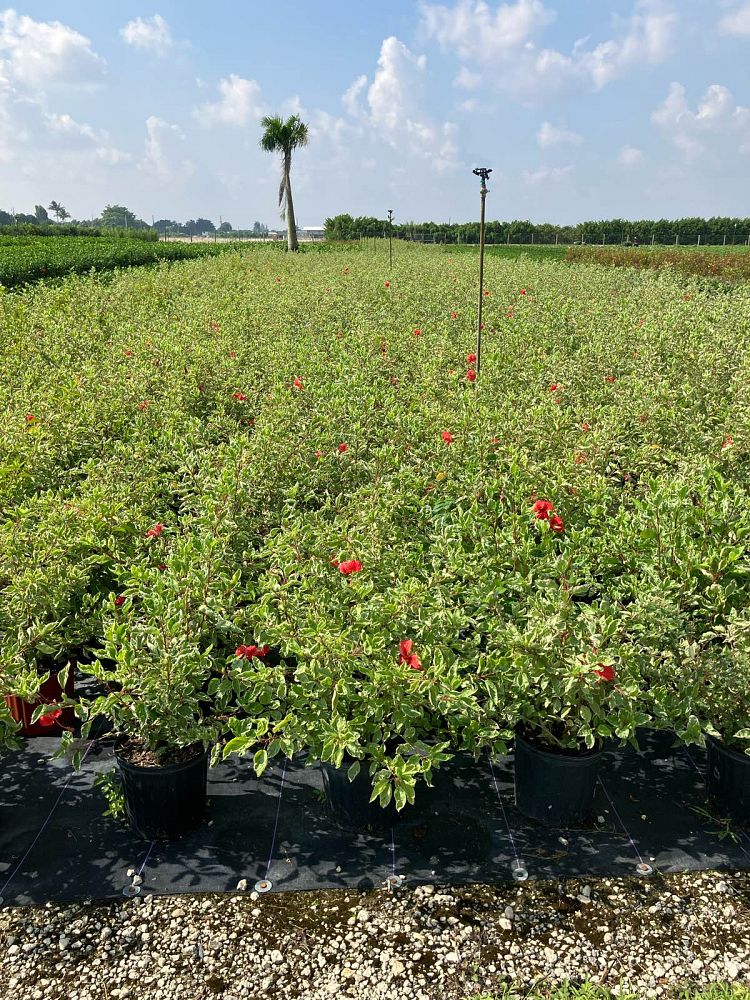 hibiscus-rosa-sinensis-snow-queen-variegated-tropical-hibiscus