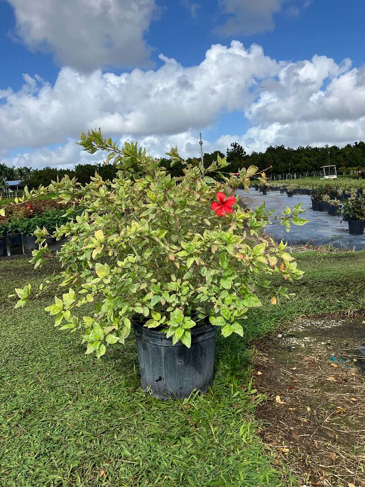hibiscus-rosa-sinensis-snow-queen-variegated-tropical-hibiscus
