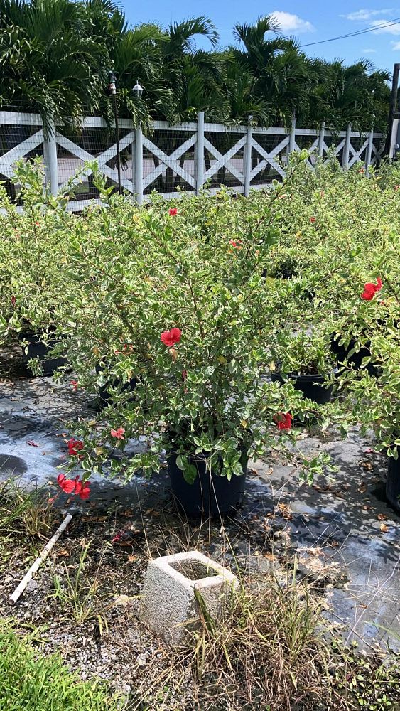 hibiscus-rosa-sinensis-snow-queen-variegated-tropical-hibiscus