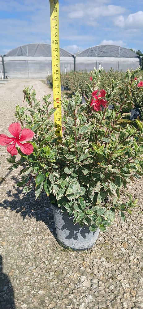 hibiscus-rosa-sinensis-snow-queen-variegated-tropical-hibiscus