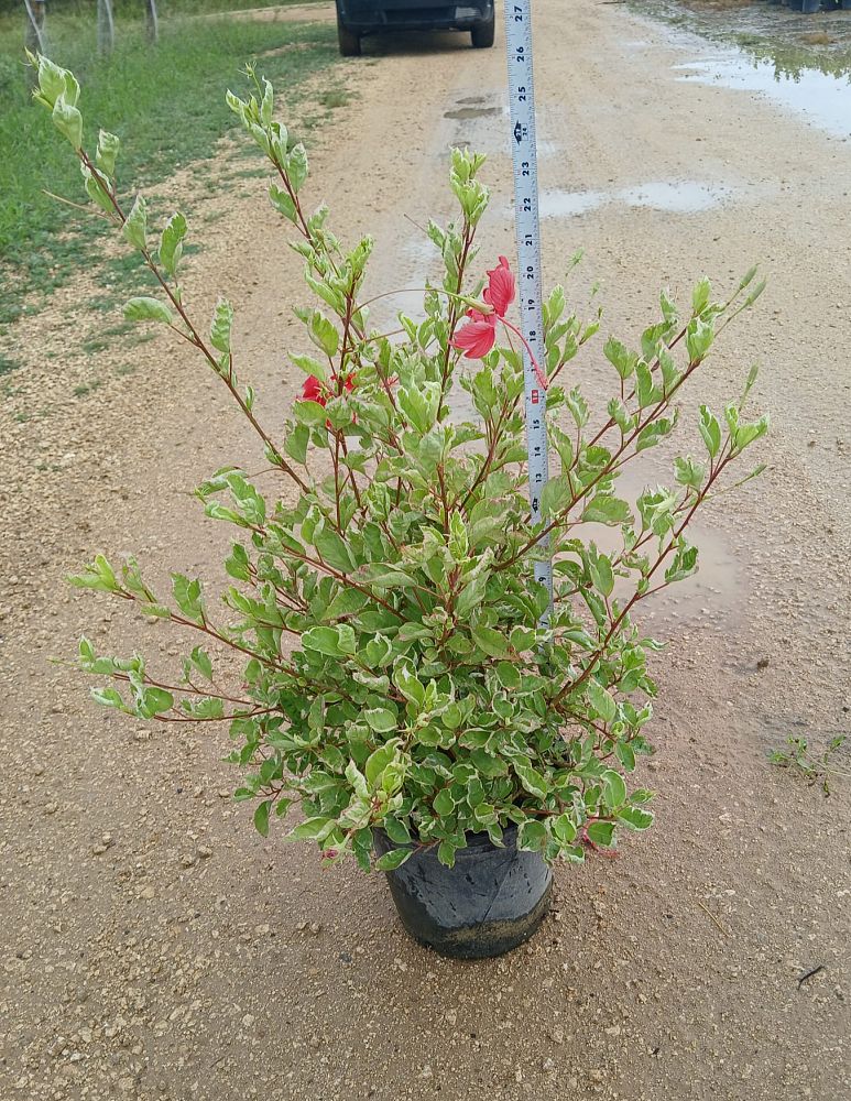 hibiscus-rosa-sinensis-snow-queen-variegated-tropical-hibiscus