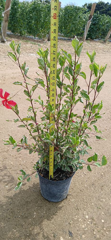 hibiscus-rosa-sinensis-snow-queen-variegated-tropical-hibiscus