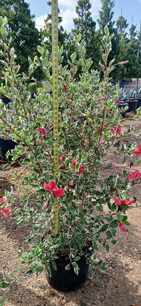 hibiscus-rosa-sinensis-snow-queen-variegated-tropical-hibiscus