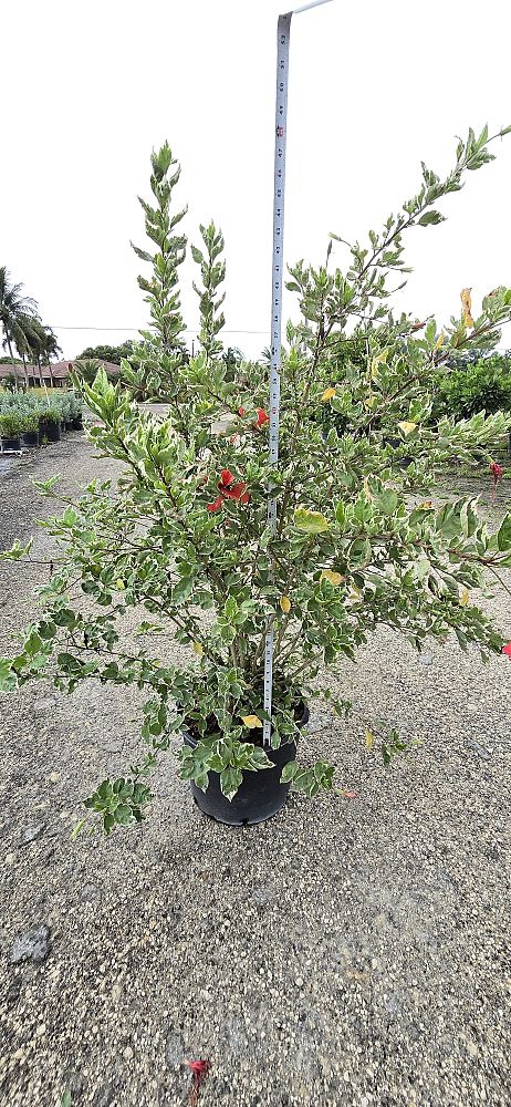 hibiscus-rosa-sinensis-snow-queen-variegated-tropical-hibiscus