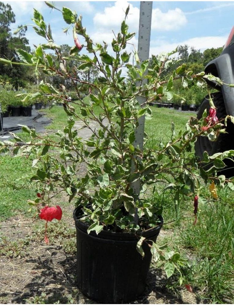 hibiscus-rosa-sinensis-snow-queen-variegated-tropical-hibiscus