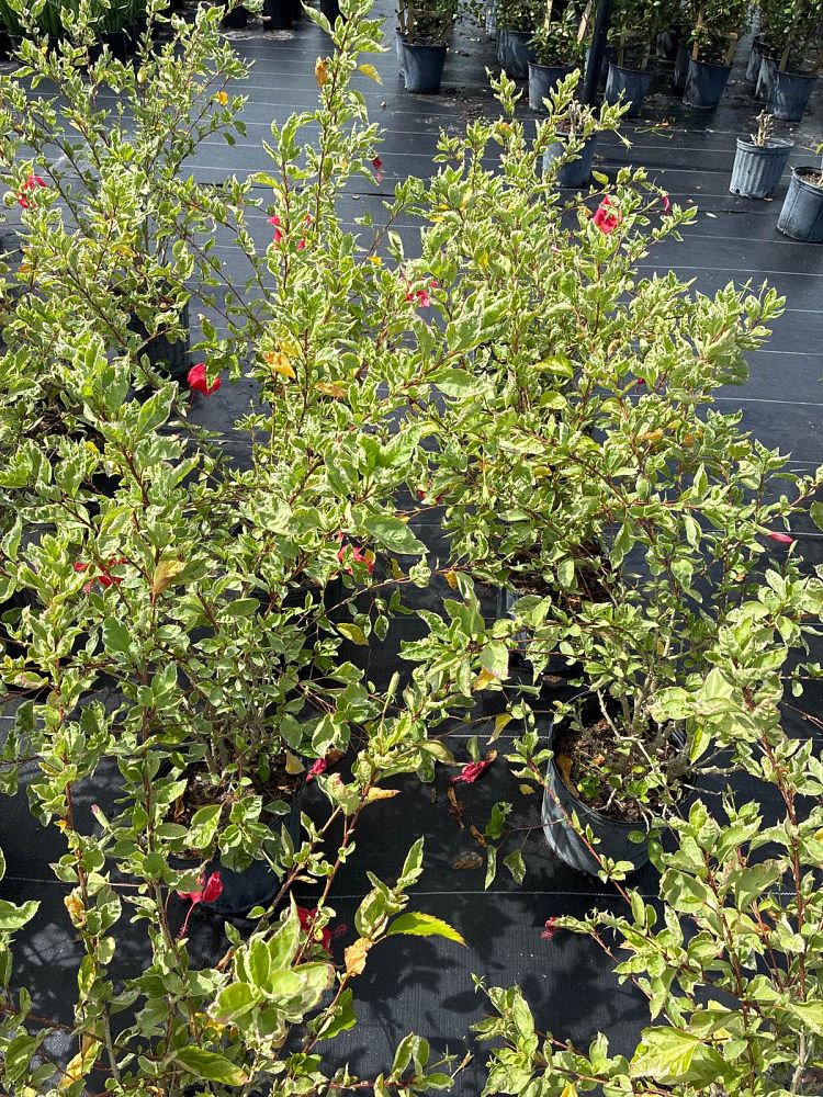 hibiscus-rosa-sinensis-snow-queen-variegated-tropical-hibiscus