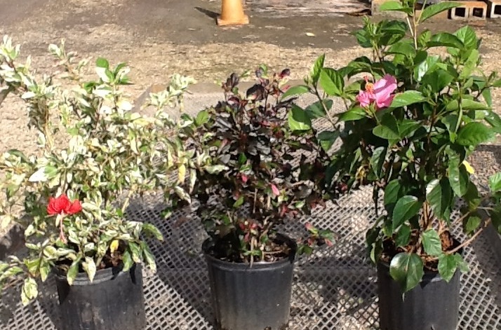 hibiscus-rosa-sinensis-spp-tropical-hibiscus