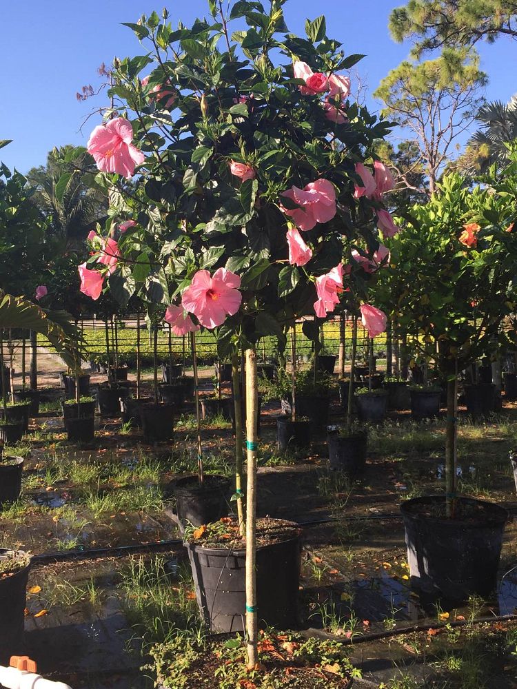 hibiscus-rosa-sinensis-spp-tropical-hibiscus