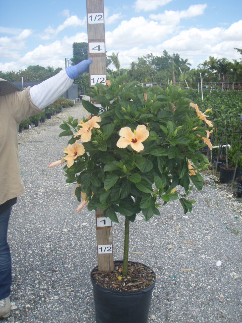 hibiscus-rosa-sinensis-spp-tropical-hibiscus