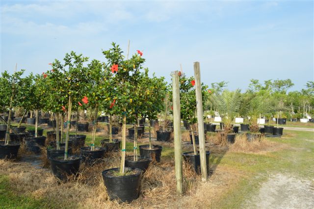hibiscus-rosa-sinensis-spp-tropical-hibiscus