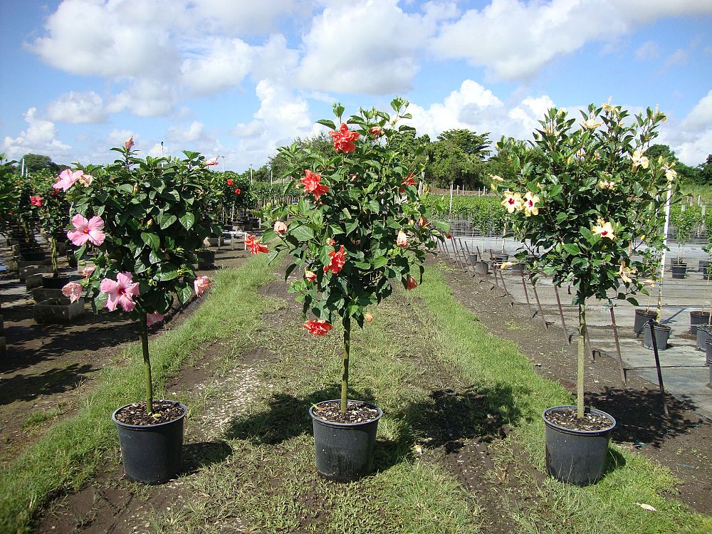 hibiscus-rosa-sinensis-spp-tropical-hibiscus
