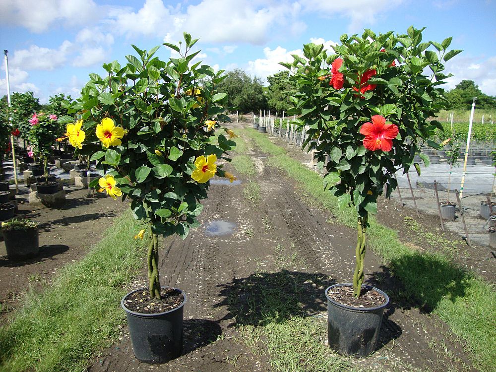 hibiscus-rosa-sinensis-spp-tropical-hibiscus