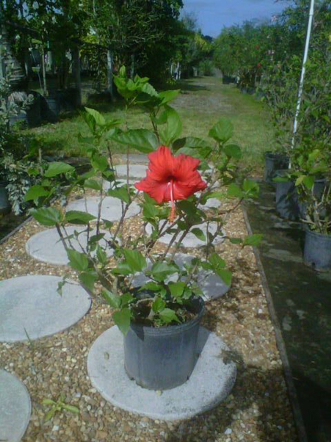 hibiscus-rosa-sinensis-spp-tropical-hibiscus