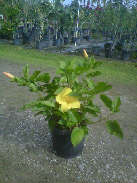 hibiscus-rosa-sinensis-spp-tropical-hibiscus