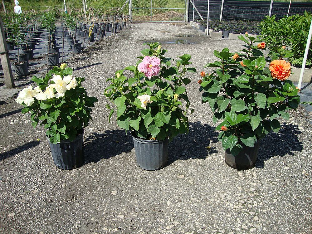 hibiscus-rosa-sinensis-spp-tropical-hibiscus