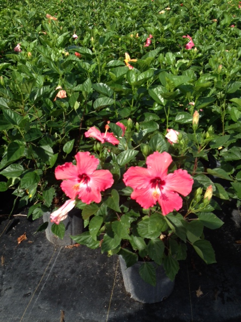 hibiscus-rosa-sinensis-spp-tropical-hibiscus