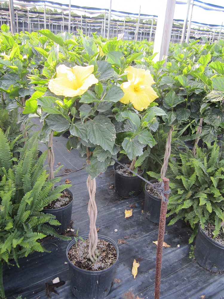 hibiscus-rosa-sinensis-spp-tropical-hibiscus