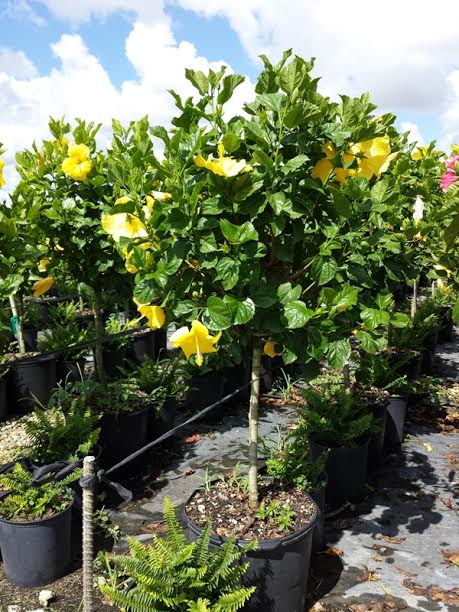 hibiscus-rosa-sinensis-spp-tropical-hibiscus