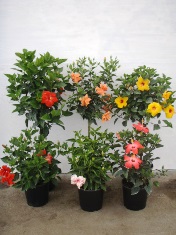 hibiscus-rosa-sinensis-spp-tropical-hibiscus