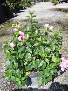 hibiscus-rosa-sinensis-spp-tropical-hibiscus