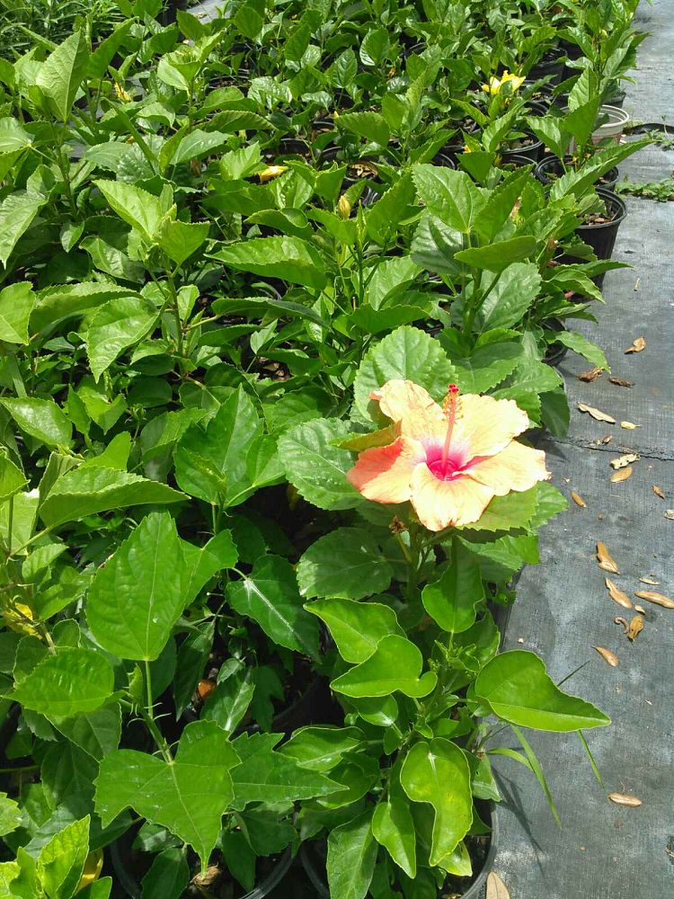 hibiscus-rosa-sinensis-spp-tropical-hibiscus