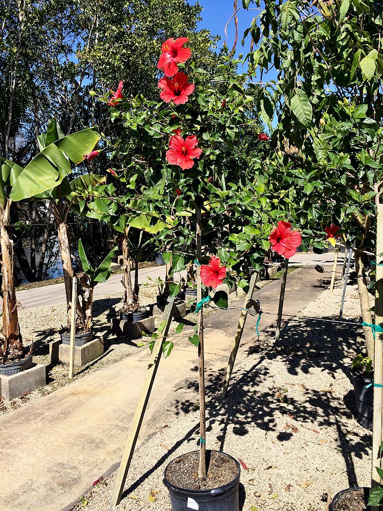 hibiscus-rosa-sinensis-spp-tropical-hibiscus