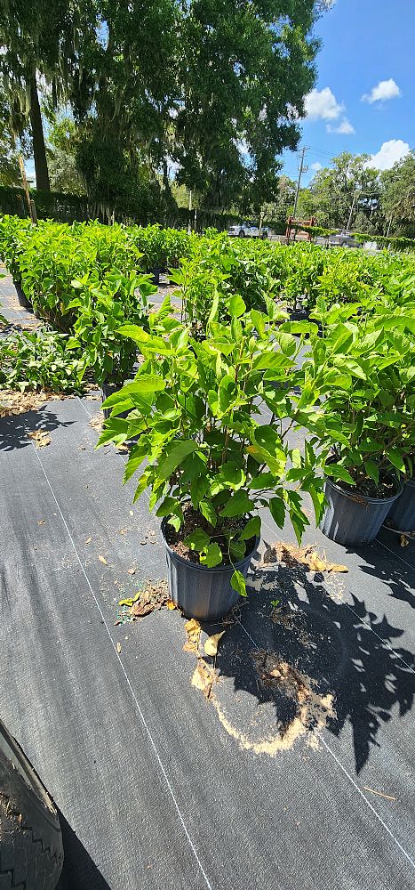 hibiscus-rosa-sinensis-spp-tropical-hibiscus