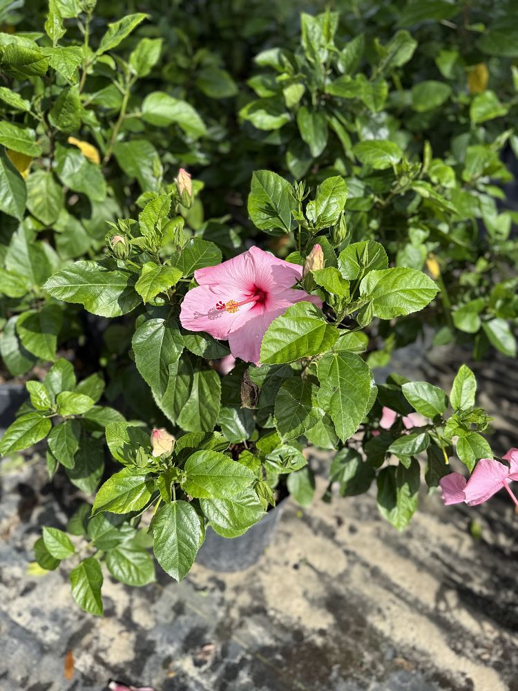 hibiscus-rosa-sinensis-spp-tropical-hibiscus