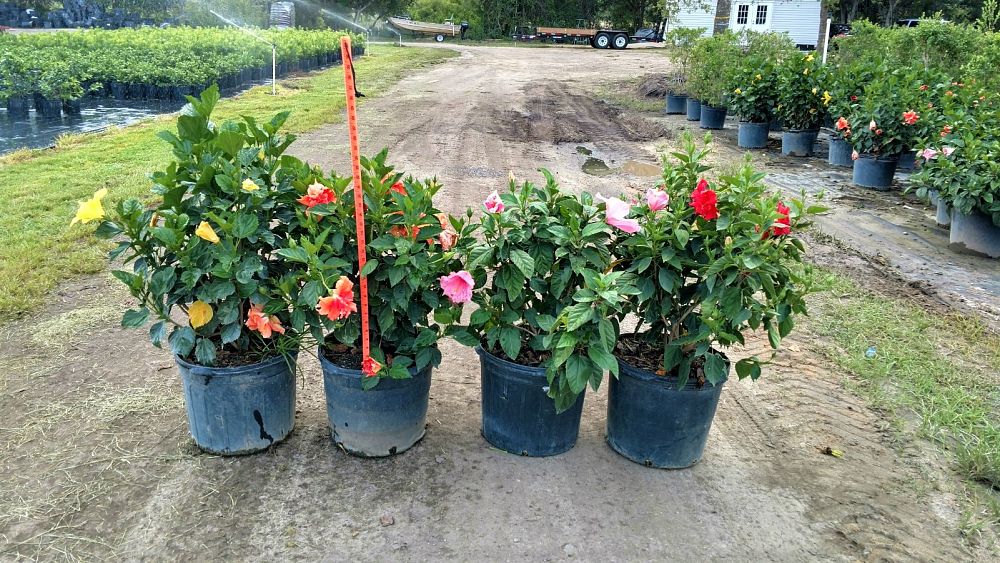 hibiscus-rosa-sinensis-spp-tropical-hibiscus