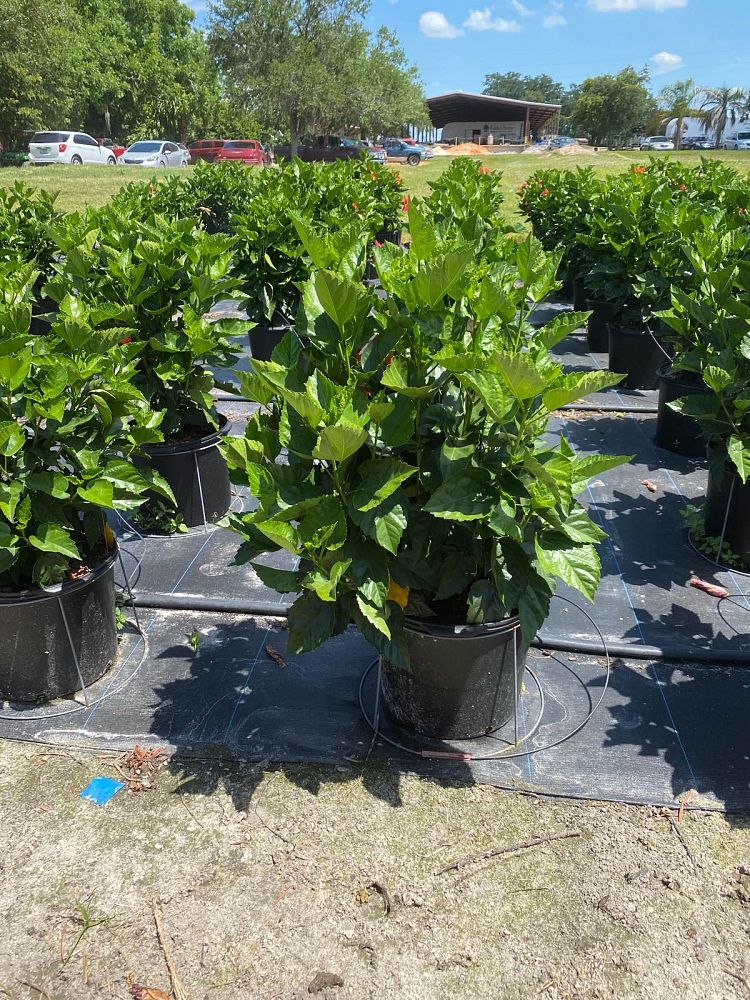 hibiscus-rosa-sinensis-spp-tropical-hibiscus