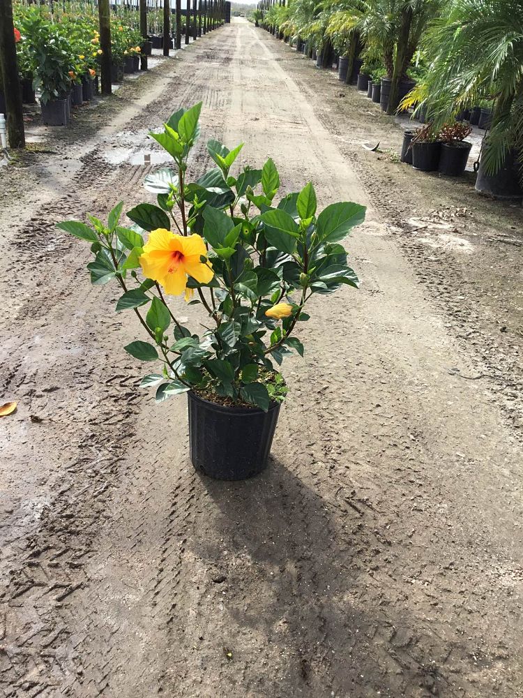 hibiscus-rosa-sinensis-spp-tropical-hibiscus