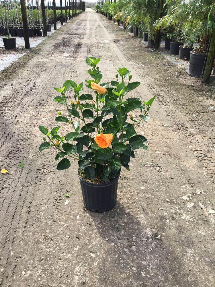 hibiscus-rosa-sinensis-spp-tropical-hibiscus