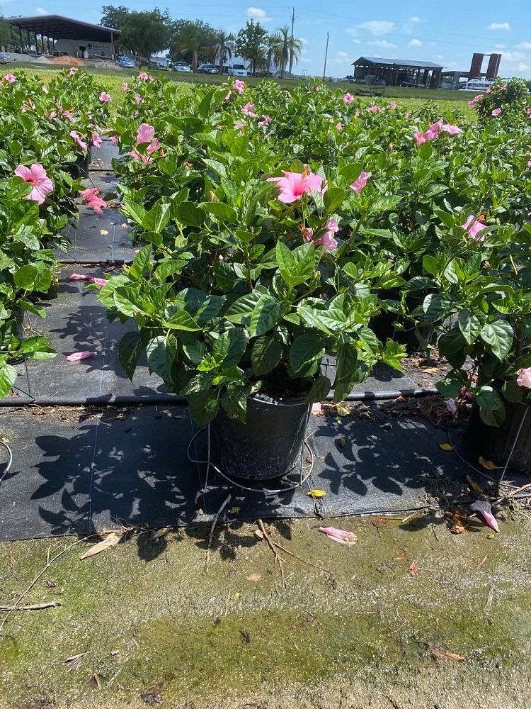 hibiscus-rosa-sinensis-spp-tropical-hibiscus