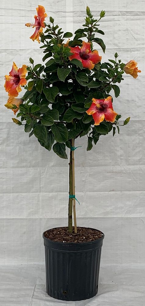 hibiscus-rosa-sinensis-spp-tropical-hibiscus