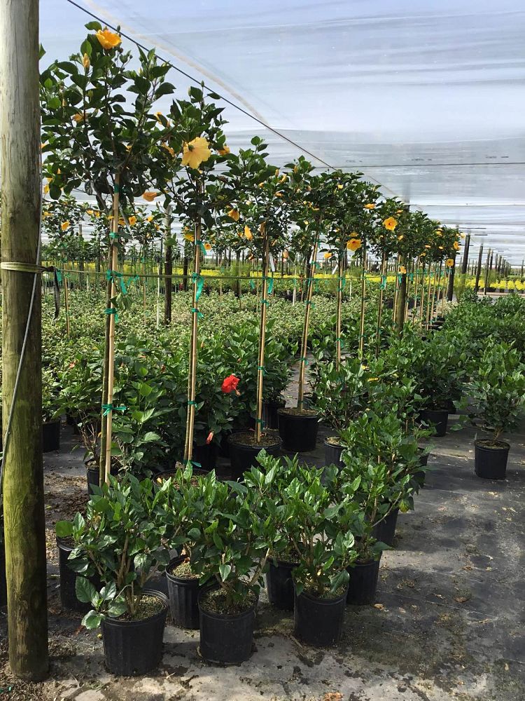 hibiscus-rosa-sinensis-spp-tropical-hibiscus