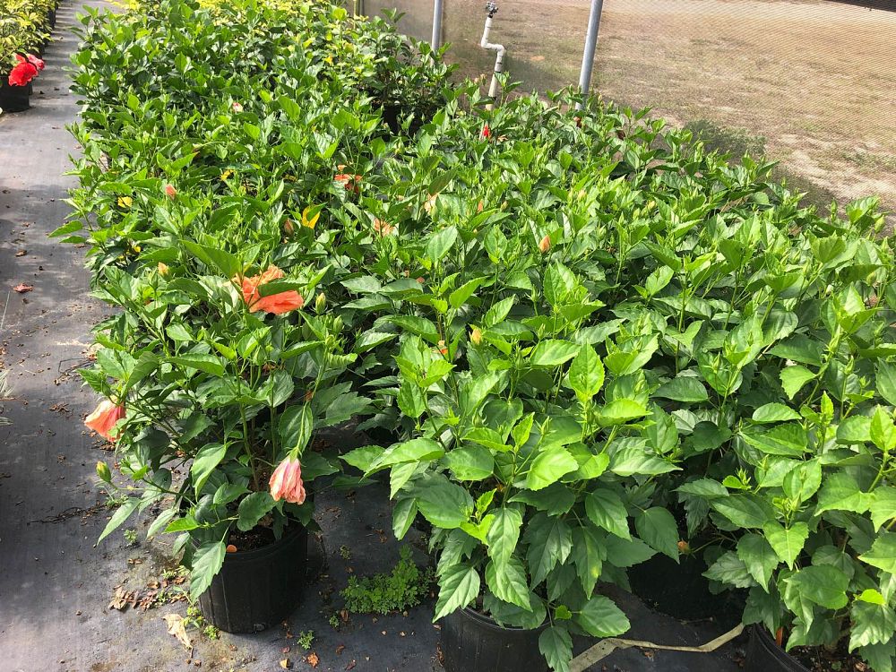 hibiscus-rosa-sinensis-spp-tropical-hibiscus