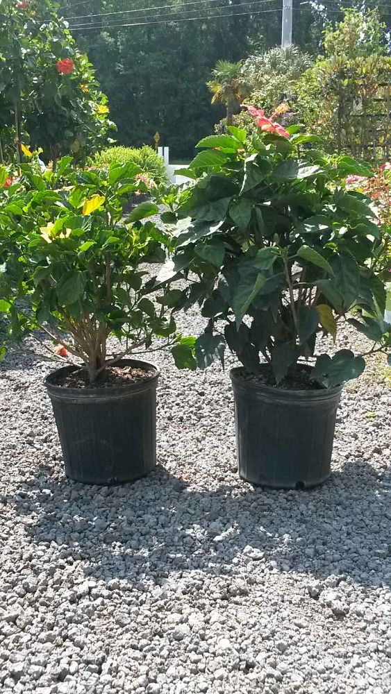 hibiscus-rosa-sinensis-spp-tropical-hibiscus